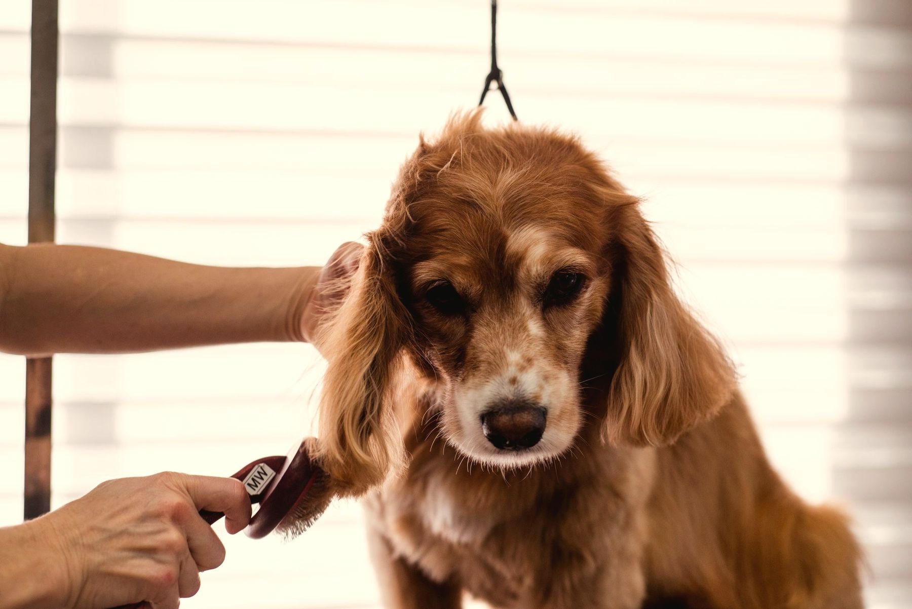 Cachorro sendo escovado na Focinhal